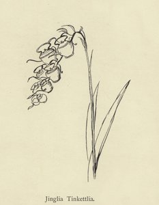 Jinglia Tinkettlia by Edward Lear